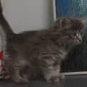 Photo of Casper