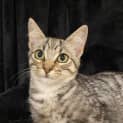 Photo of Oscar