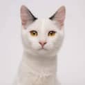 Photo of Yahtzee
