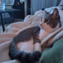 Photo of Sheldon