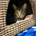 Photo of Clyde