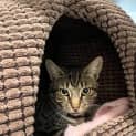 Photo of Clyde