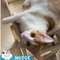 Photo of Nudge