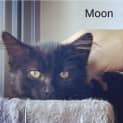 Photo of Moon