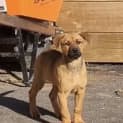Photo of Sadie