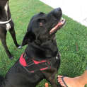Photo of Rosie