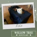 Photo of Nala