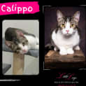 Photo of Calippo