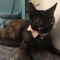 Photo of Princess