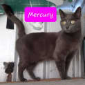 Photo of Mercury