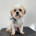 Photo of Arlo ~ 3yr Old Maltese (On Trial 05/06/22)