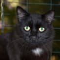Photo of Shadow ** The King **