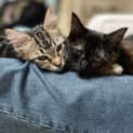 Photo of Charlie & Noisette