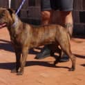 Photo of Athena