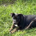 Photo of Bruno