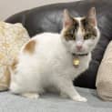 Photo of Shy