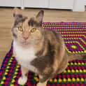 Photo of Penny