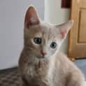 Photo of Rum