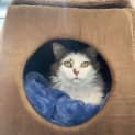 Photo of Puss