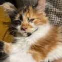 Photo of Calico