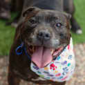 Photo of Brock & Rocky ~ Staffy(on Trial 13/6/2022)