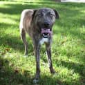 Photo of Rocky 34344 Campbelltown Acf