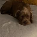 Photo of Louie