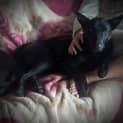 Photo of Okie