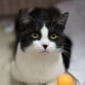 Photo of Fonzie