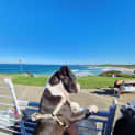 Photo of Taylor ~ American Staffy X (On Trial 12/06/2022)
