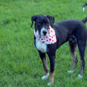 Photo of Chuck ~ 1yr Old Bull Arab X(on Trial 6/10/22)