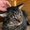 Photo of Tabby