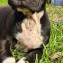 Photo of Arlow ~ Bull Arab Puppy (Adopted 04/06/2022)