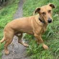 Photo of Willow