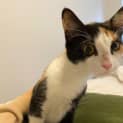 Photo of Patches