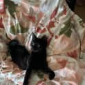 Photo of Inky