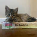 Photo of Agnes   8 Week Old Female Kitten