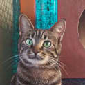 Photo of Josie