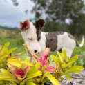 Photo of Scout