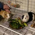 Photo of Herbie & Howard
