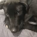 Photo of Bella ~ 8mo Labrador X (On Trial 16/7/22)