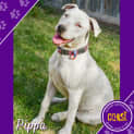Photo of Pippa