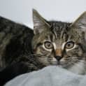 Photo of Rosie 10196 Campbelltown Acf