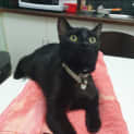 Photo of Shadow