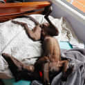 Photo of Forest ~ 6yr Old Greyhound(on Trial 25/6/22)