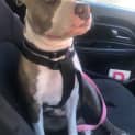 Photo of Scout
