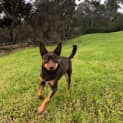 Photo of Ruby