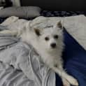 Photo of Snowy