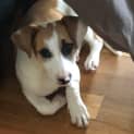 Photo of Peach