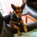 Photo of Pixie